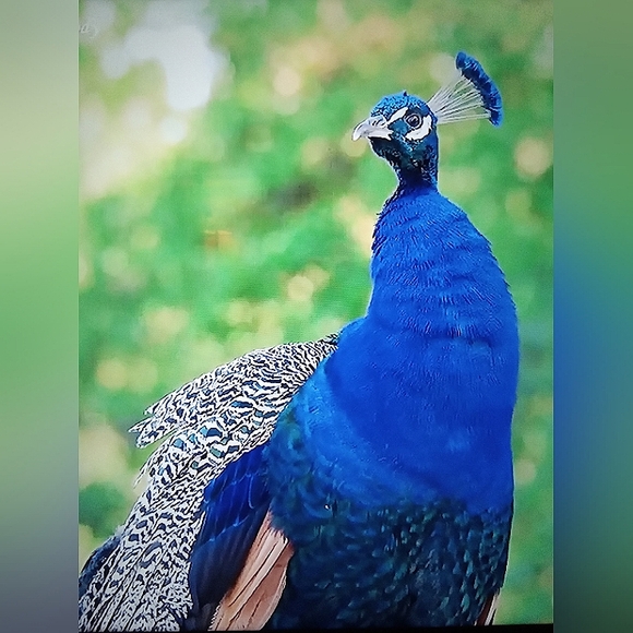 HOST PICK🦋Meet your Posher, Kobal' La - Picture 4 of 7